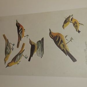 Bullocks Oriole, John James Audubon